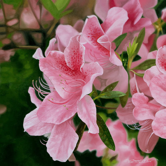 Summertime Azaleas